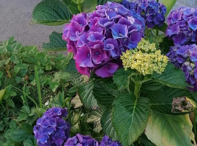 Dom wakacyjny Casa Iriense Vut-co-004308 Padrón